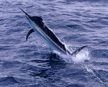 Black Marlin