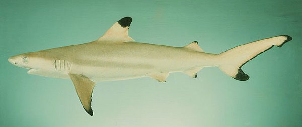 Blacktip Reef Shark