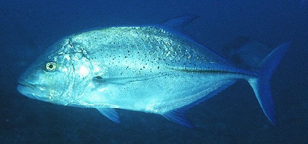 Bluefin Trevally