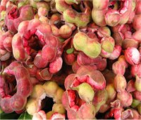 camachile fruit, malaysian tamarind, thai makaam thet