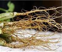 coriander root, raag pak chee