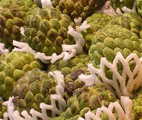 custard apple, thai noi na