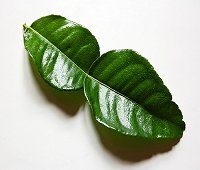 kafir lime leaf, makrut