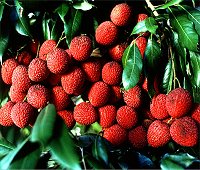 lychee, thai linchee