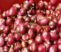 Red shallots