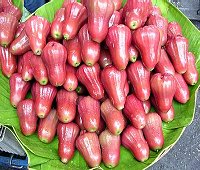 rose apple, thai chompoo