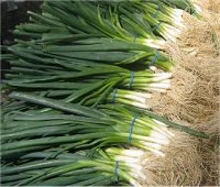 scallions, spring onions