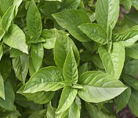 thai sweet basil, bai horapha