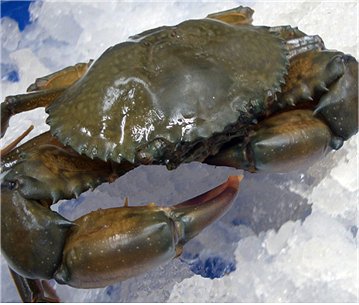 Frozen Softshell Crab.