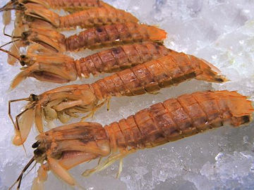 FROZEN WHOLE COOKED MANTIS SHRIMP