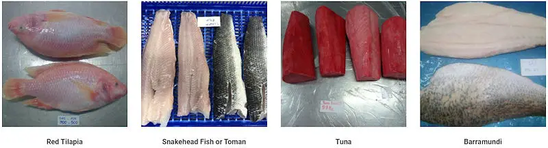 Zahra JSC - Seafood Export Vietnam - red tilapia, snakehead fish, toman fish, tuna fish, barramundi