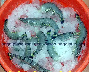 Angelplus Foods India - Black Tiger Shrimps