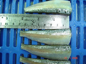 Angelplus Foods India - Sardines