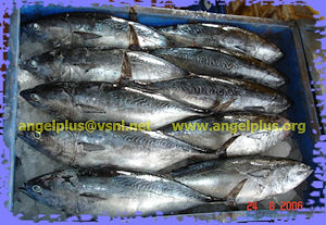 Angelplus Foods India - Skipjack Tuna