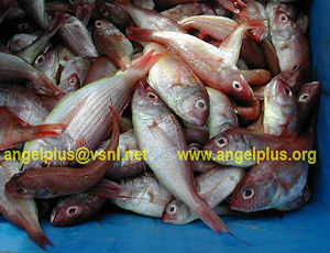 Angelplus Foods India - Japanese Threadfin Bream