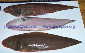 Angelplus Foods India - Tongue Sole