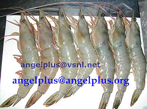 Angelplus Foods India - White Shrimps