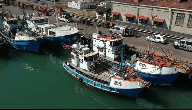 Damaree Fishing is the export company for the 5 family owned fishing vessels which catch squid, namely Loligo Reynaudii Squid.