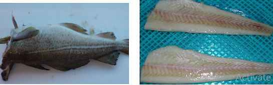 Gösta Fish & Seafood AB - Atlantic Cod