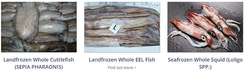 Mah Protein Iran Export Seafood Products - Land frozen whole cuttlefish, sepia pharaonis, land frozen whole eel fish, sea frozen whole loligo squid