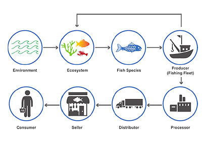 Ocean Prime Imports - Supply chain