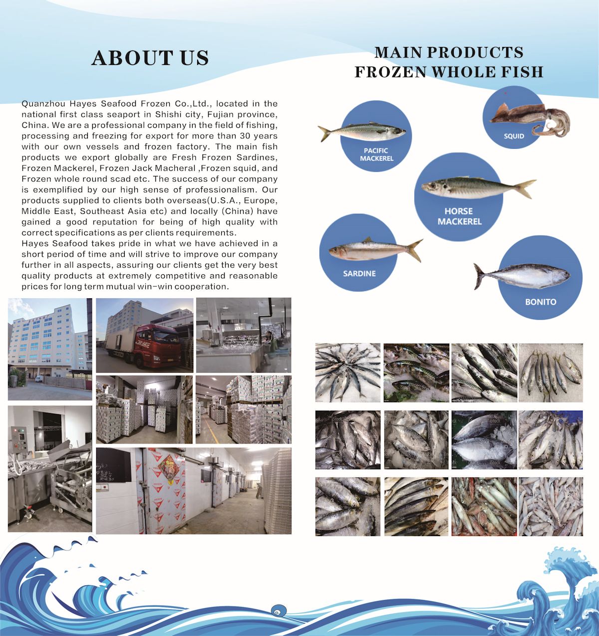 Located in the national first class seaport in Shishi City, Fujian Province, China. We are a professional company in the field of fishing, processing and freezing for export for more than 30 years with our own essels and frozen factory. The main fish products we export globally are Fresh Frozen Sardines, Frozen Mackerel, Frozen Jack Mackeral, Frozen Squid and Frozen whole Round Scad etc. The success of our company is exemplified by our high sense of professionalism. Our products supplied to clients both overseas (U.S.A., Europe, Middle East, Southeast Asia etc) and locally (China) have gained a good reputation for being of high quality with correct specificaitons as per clients requirements. Hayes Seafood takes pride in what we have achieved in a short period of time and will strive to improve our company further in all aspects, assuring our clients get the very best quality products at extremely competitive and reasonal prices for long term mutual win-win cooperation.