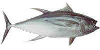 Yellowfin Tuna