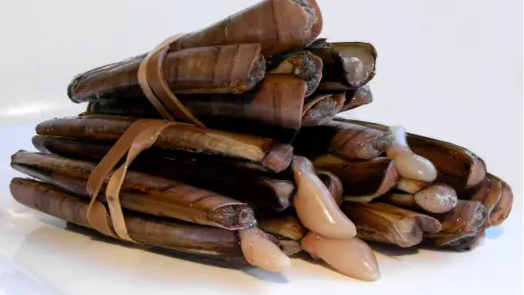 Scottish Shellfish - Hand Dived Razor Clams