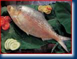 whole round hilsa fish