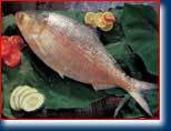 Hilsa fish