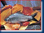 freshwater rohu fish
