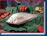 chital fish, chitala fish