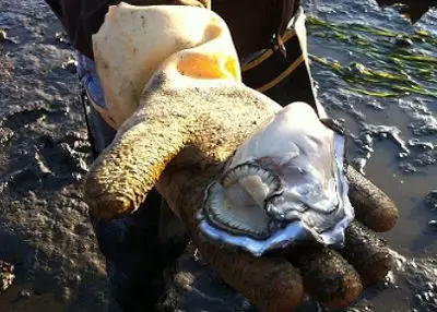 Smokey Bay Seafood - Shucked Fresh Canadian Oyster