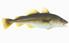 Atlantic Cod, Gadus morhua