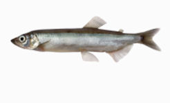 Capelin, Gadus morhua