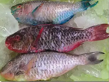 Frozen Parrot Fish, scarus species