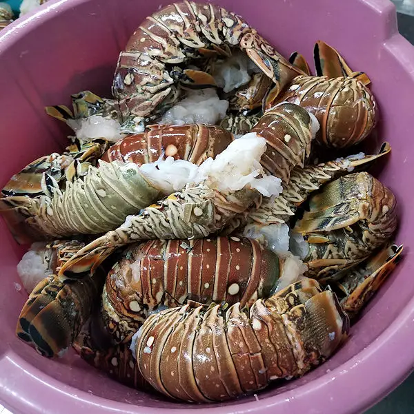 Tulip Group Fresh Lobster Tails & Whole Spiny Lobster Panulirus Argus